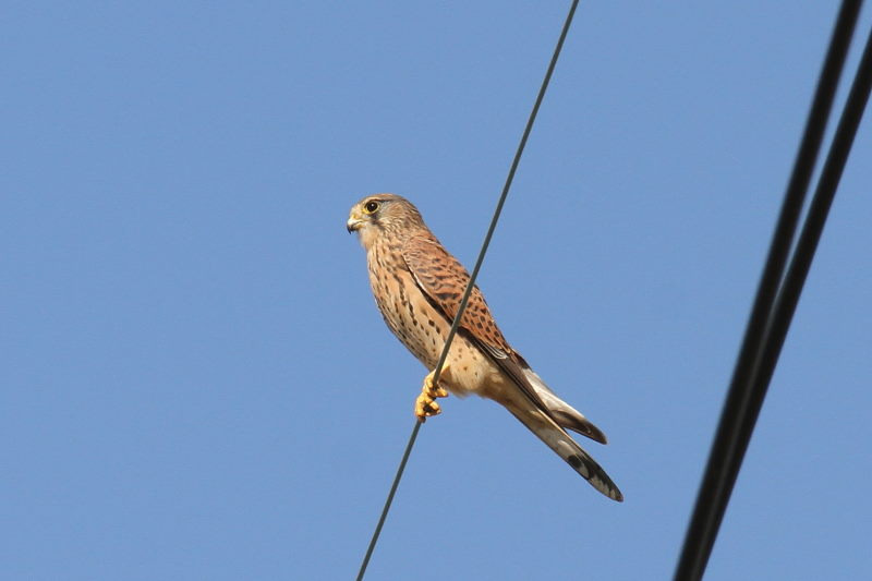 11月 出会った八幡の猛禽類（９態-2）　八幡市　2016/11/04-11/18　Photo by Manda　（写真提供：　萬田悠二）