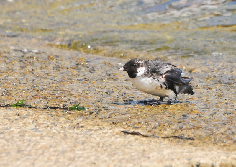 ウミスズメ　成鳥　（４態-2）　兵庫県　2016/07/14　Photo by Takase