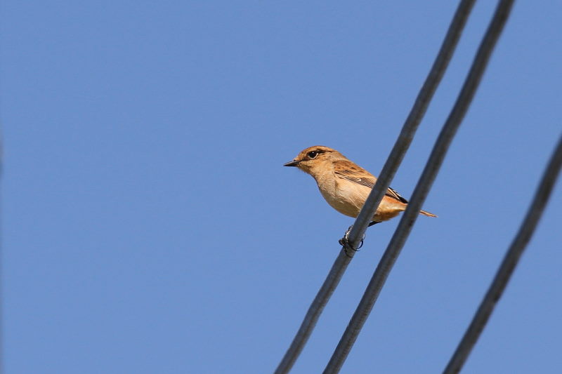 photo2 ノビタキ　2015/10/02　　photo by manda