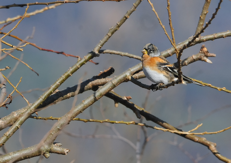 淀川左岸の鳥たち（１０態-2）　淀川左岸　枚方市　2018/01/24-30　Photo by Takase　（写真提供：　高瀬）