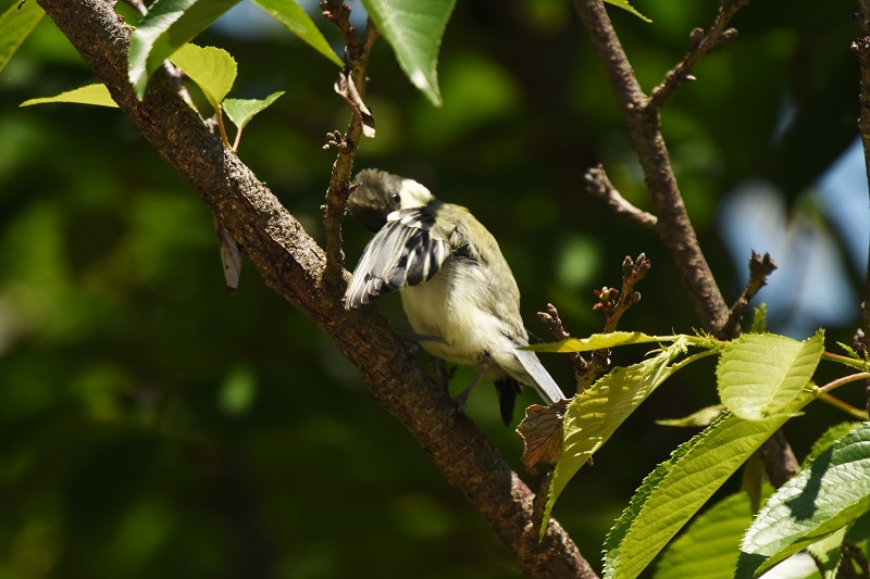 VWEJ iT-2j@c@Љف@s@2016/05/13@ Photo by Hyashi