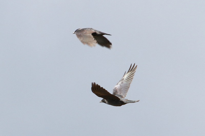 コクマルガラス（２態-2）　巨椋干拓田　京都　2017/11/19　Photo by Manda