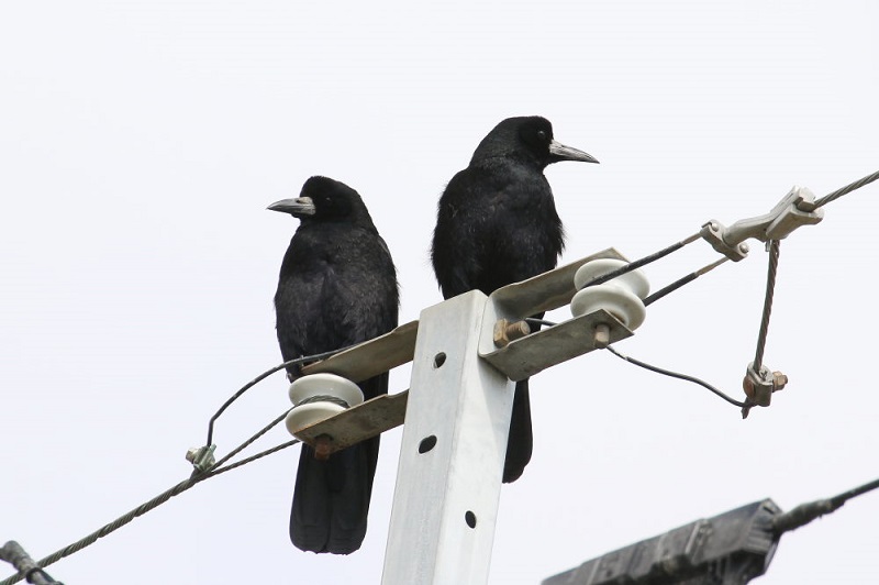 ミヤマガラス（２態-2）　巨椋干拓田　京都　2017/11/19　Photo by Manda