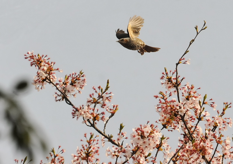 ヒヨドリ　石清水八幡宮　男山　八幡市　2018/04/04 Photo by Takase