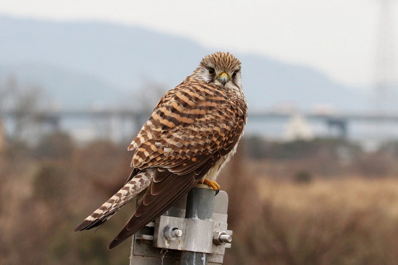 チョウゲンボウ（３態-1）　木津川　八幡市　2017/12/30-2018/01/15　Photo by Manda　（写真提供：　萬田）