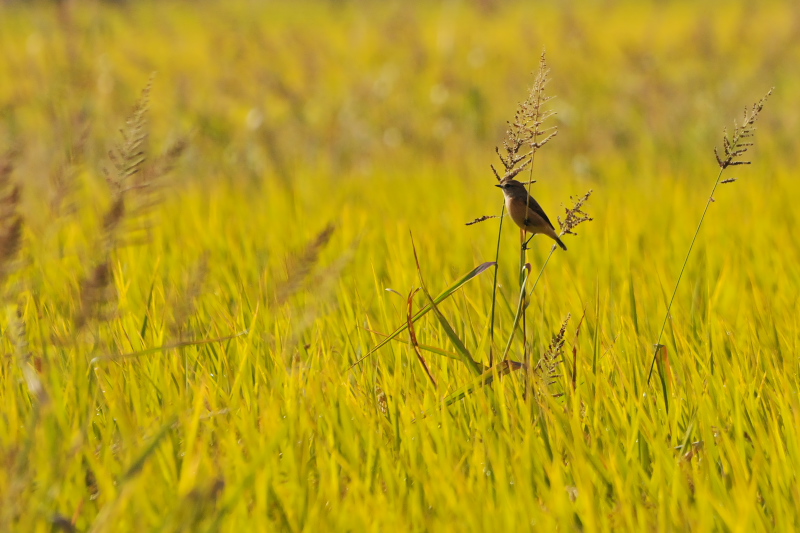 ノビタキ （１２態-3）　大谷川　八幡市　2015/10/07 - 2015/10/16　Photo by Takase