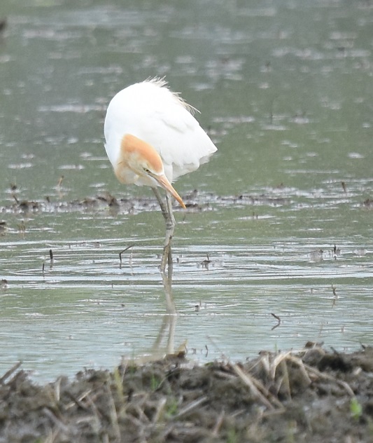 アマサギ　（４態-2）　戸津　八幡市　2016/06/11　Photo by Hayashi