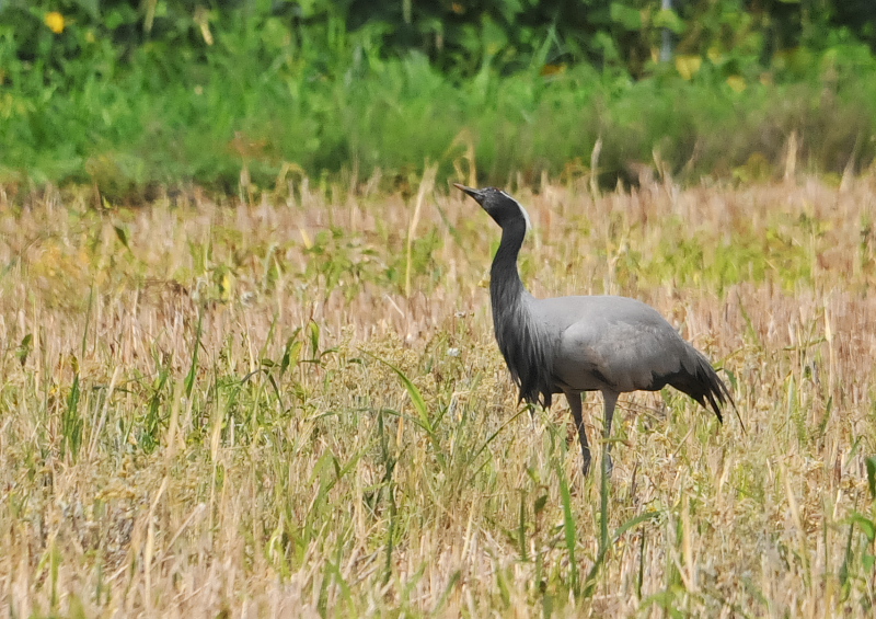 アネハヅル　成鳥　（５態-1）　福井県　2016/07/10　Photo by Takase
