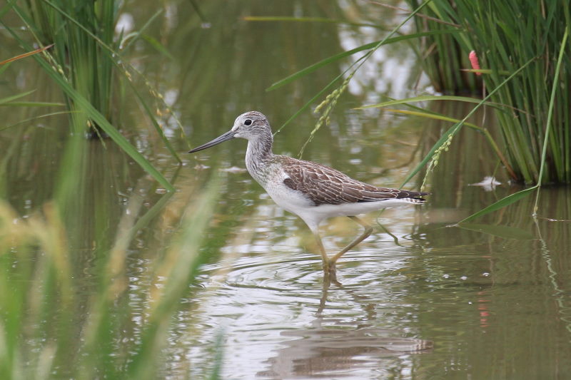 今が旬だよ　アオアシシギ （３態-3）　内里　八幡市　2016/10/02　Photo by Manda