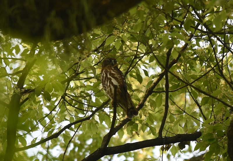 アオバズク　（３態-3）　男山　八幡市　2016/05/24　Photo by Hayashi