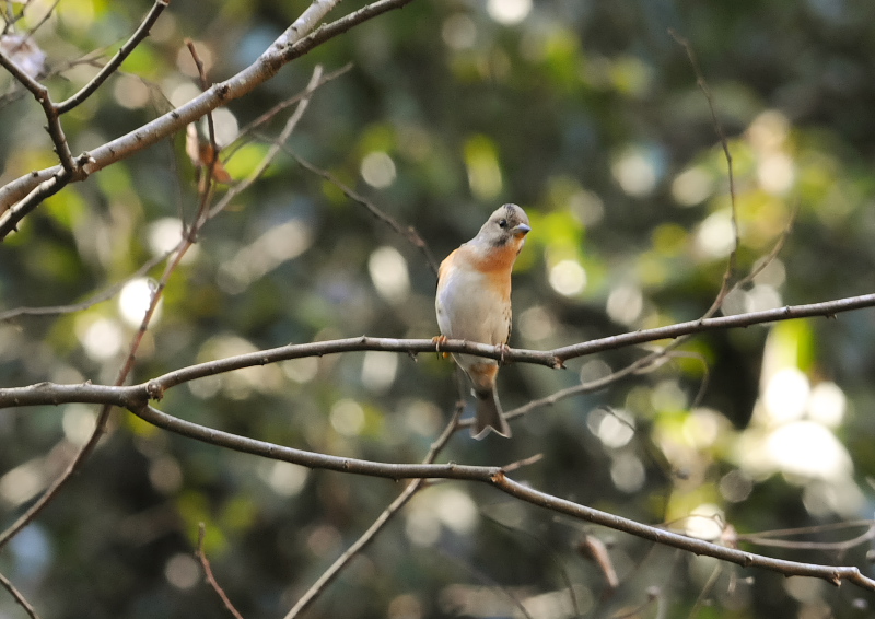 男山の鳥たち（１２態-3）　男山　八幡市　2018/01/27 - 02/28　Photo by Takase　（写真提供：　高瀬）