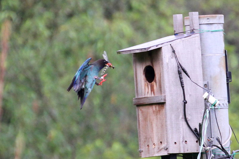 ブッポウソウ(８態-3)　岡山県　2016/07/02　Photo by Manda