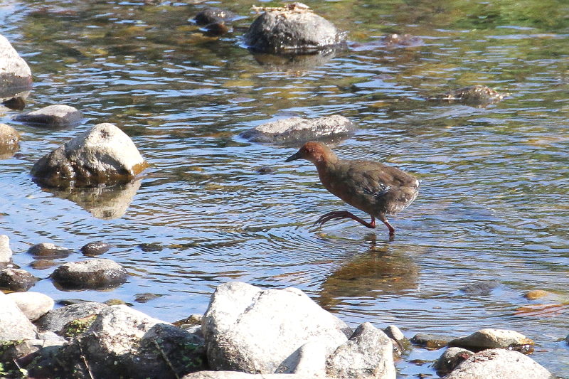 ヒクイナ （７態-3）　2015/10/16　荏原城跡　松山　Photo by Manda