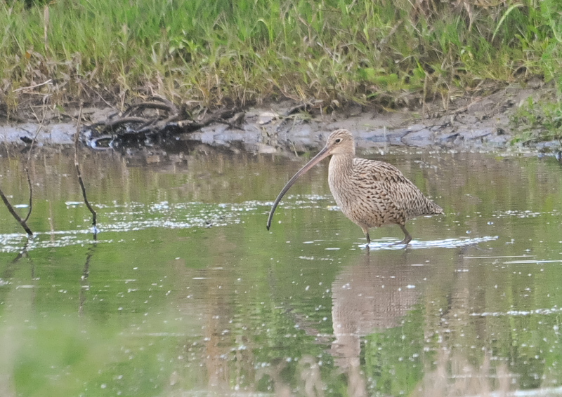 zENVM iR-1j@@O]@Ύs@2016/04/19@Photo by Takase