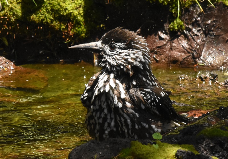 ホシガラス　成鳥　（７態-3）　奥庭　富士山四合目　2017/07/16　Photo by Hyashi