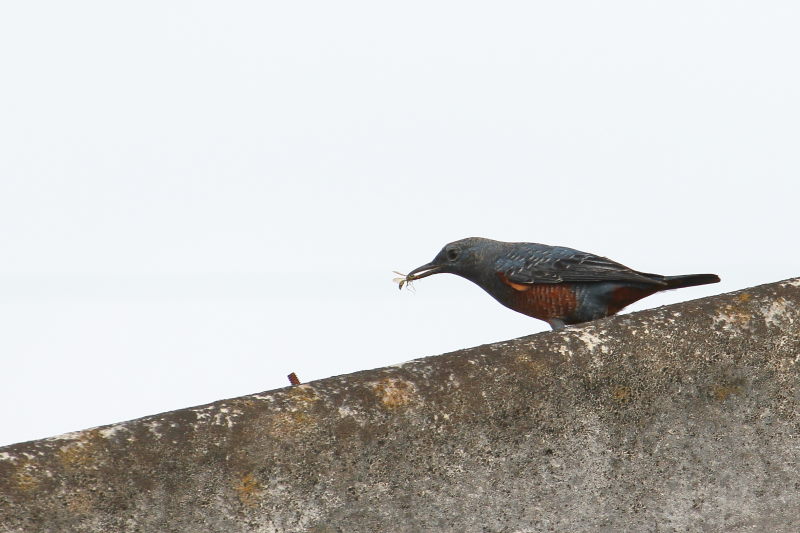 イソヒヨドリ （３態-3）　大谷川　八幡市　2015/11/21　Photo by Manda