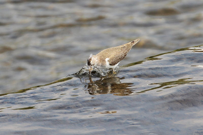 イソシギ （８態-3）　荏原城址の野鳥たち　2015/09/27　荏原城跡　松山　Photo by Manda
