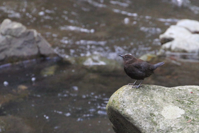 photo3　カワガラス