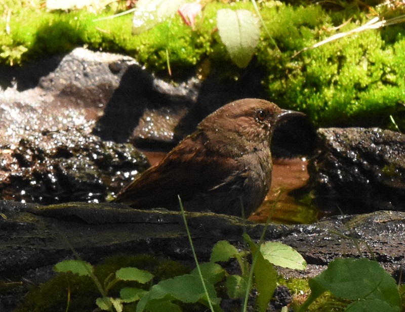 カヤクグリ （６態-3）　夏羽　奥庭　富士山四合目　2016/07/16　Photo by Hyashi