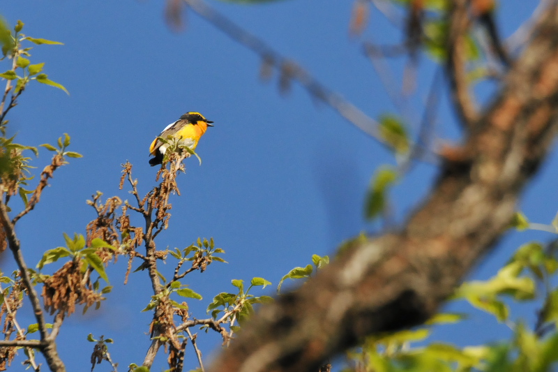 今が旬だよ　さくら公園の野鳥たち　キビタキ （３態-3）　八幡市　2015/04/30　Photo by Takase