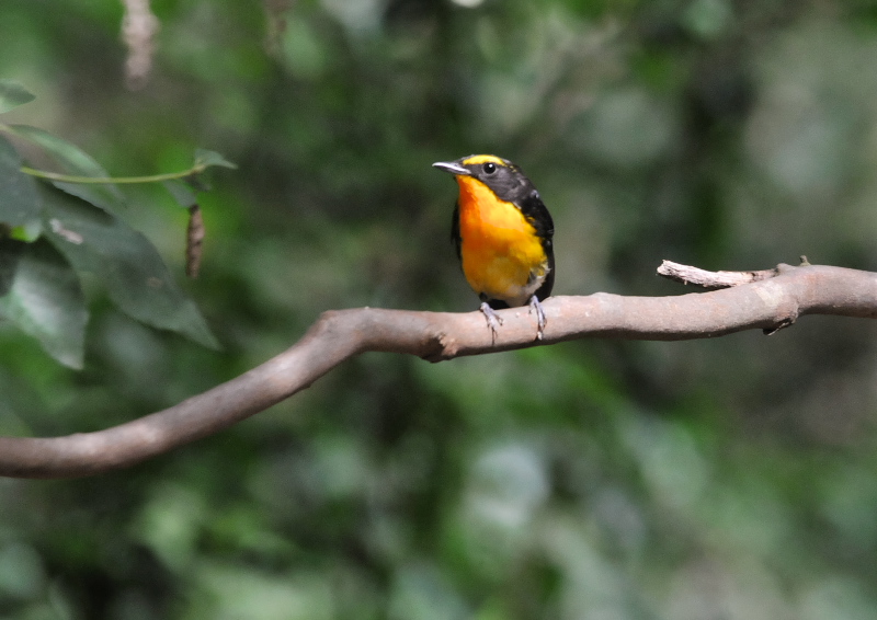 キビタキ成鳥 （２態-1）　男山　八幡市　2016/07/07/18-07/23　Photo by Takase