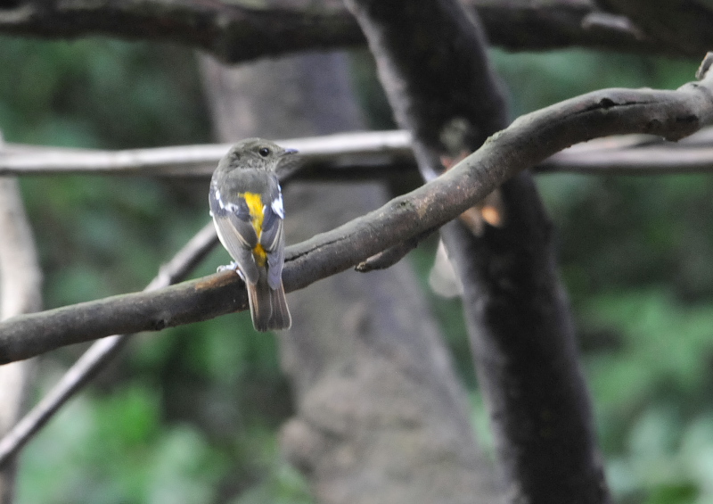 男山の野鳥たち （１０態-3）　男山　八幡市　2016/07/29 - 09/19　Photo by Takase