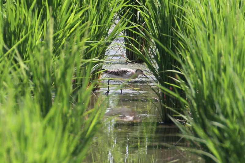 今今が旬だよ エリマシシギ幼鳥 (3態-3) 内里 八幡市 2016/09/04 Photo by Manda 今今が旬だよ エリマシシギ幼鳥 (3態-3) 内里 八幡市 2016/09/04 Photo by Manda