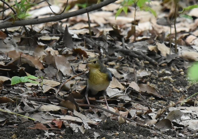 コルリ （４態-3）　コルリ若　大阪城　大阪市　2016/09/14　Photo by Hayashi