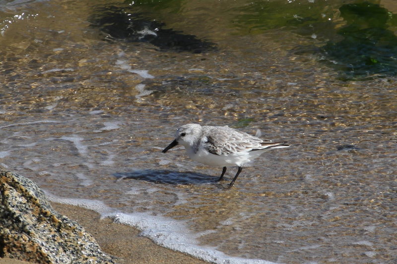 ミユビシギ　成鳥　冬羽　（２態-1）　雲出川　三重県　2016/11/09　Photo by Manda　（コメント＆写真提供：　萬田）