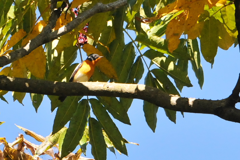 ムギマキ （２態-1）　くろんど池　交野市　2015/10/26　Photo by Takase