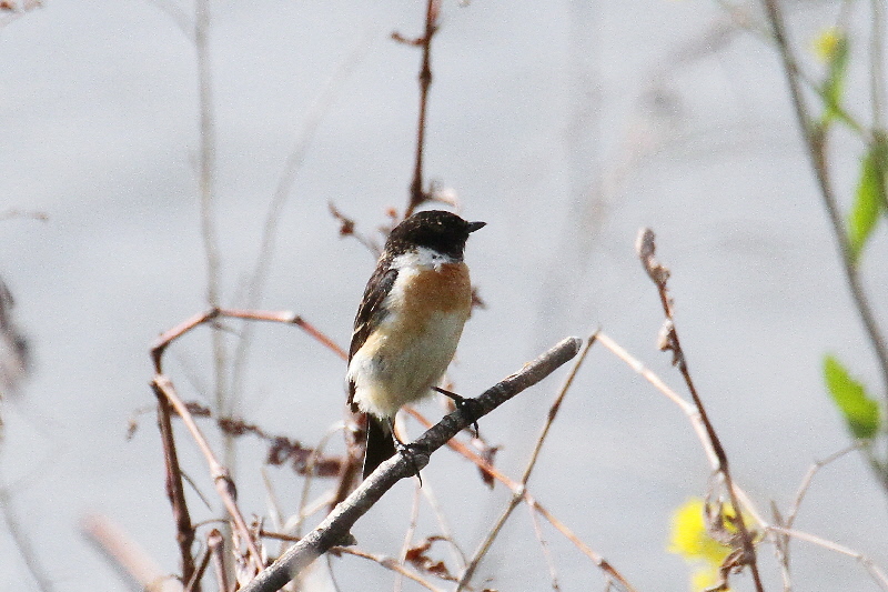 ノビタキ(10態-3) 防賀川(八幡市)&枚方左岸(枚方市) 2019/04/07-16 Photo by Manda (写真提供: 萬田) ノビタキ(10態-3) 防賀川(八幡市)&枚方左岸(枚方市) 2019/04/07-16 Photo by Manda (写真提供: 萬田)