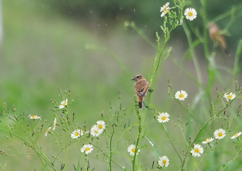 今が旬だよ　内里のノビタキたち （６態-2）　八幡市　2016/10/05　Photo by Takase