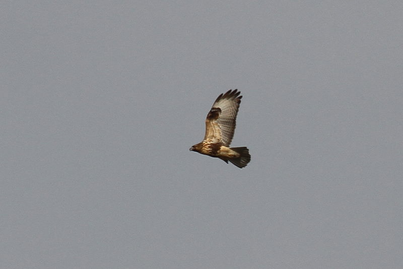 ノスリ （２態-2）　2015/11/04　木津川　八幡市　Photo by Manda