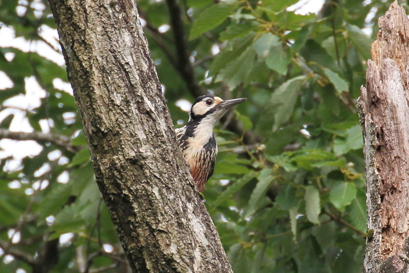 IIAJQ   iR-3j@؂̐X@ꌧ@2016/07/21@ Photo by Manda