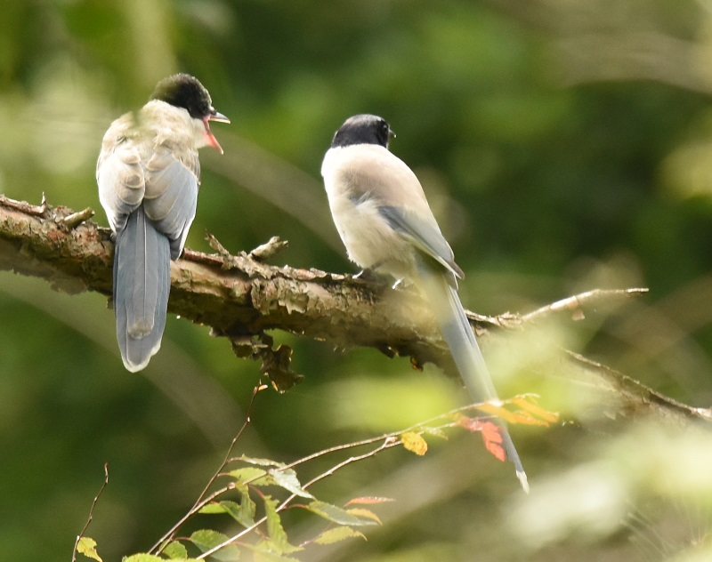 IiK iU-3j@Ζ쒹̐X@R@2016/07/15@Photo by hayashi