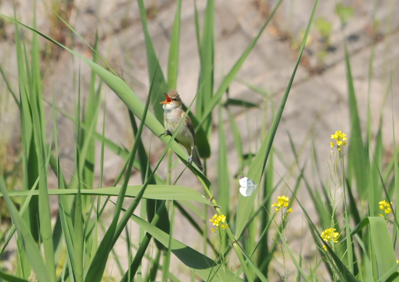 オオヨシキリ　大谷川　八幡市　2016/05/21　Photo by Takase