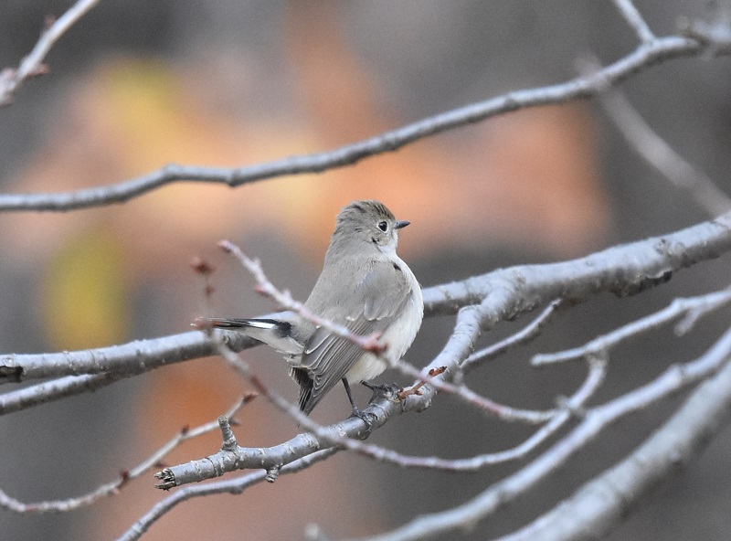 大泉緑地公園の野鳥たち（１０態-3）　大泉緑地公園　堺市　大阪府　2016/12/28　Photo by Hyashi　（写真提供：　林）