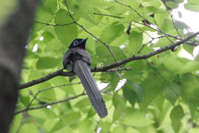 サンコウチョウ (3態-3) 大阪城 2016/05/01 Photo by Manda サンコウチョウ (3態-3) 大阪城 2016/05/01 Photo by Manda