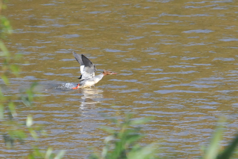 カワアイサ （４態-2）　三川橋本　八幡市　2015/11/16　Photo by Takase