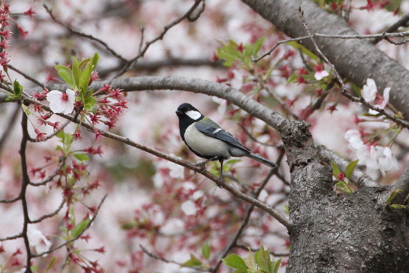 2019年桜と野鳥(7態-3) さくら公園(八幡市)&大谷川(八幡市) 2019/04/07-16 Photo by Manda  (写真提供: 萬田) 2019年桜と野鳥(7態-3) さくら公園(八幡市)&大谷川(八幡市) 2019/04/07-16 Photo by Manda  (写真提供: 萬田)