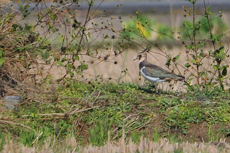 タゲリ （２態-2）　内里　八幡市　2015/11/11　Photo by Takase