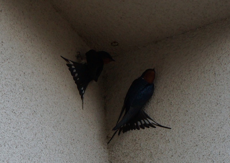 ツバメ　（８態-3）　流れ橋四季彩館　八幡市　2016/05/21　Photo by Hayashi