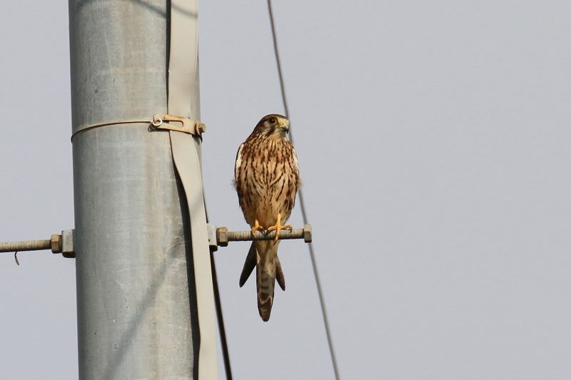 11月 出会った八幡の猛禽類（９態-3）　八幡市　2016/11/04-11/18　Photo by Manda　（写真提供：　萬田悠二）