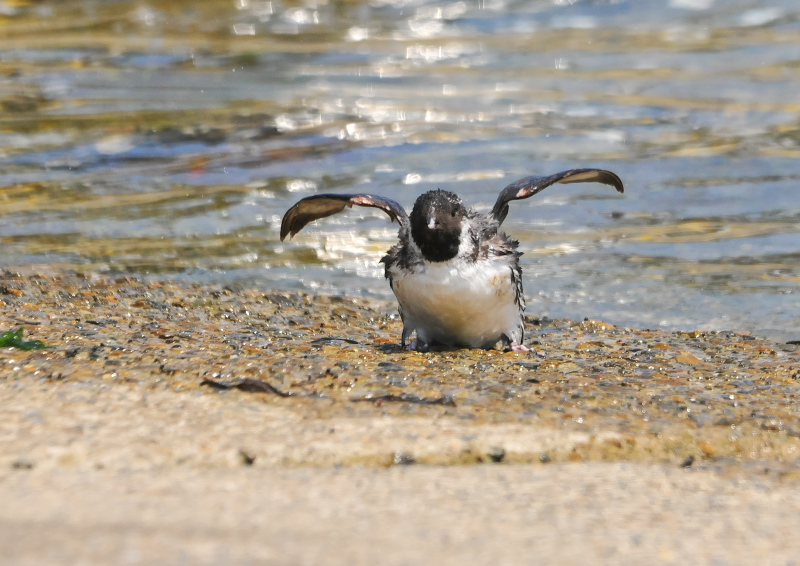 ウミスズメ　成鳥　（４態-3）　兵庫県　2016/07/17　Photo by Takase