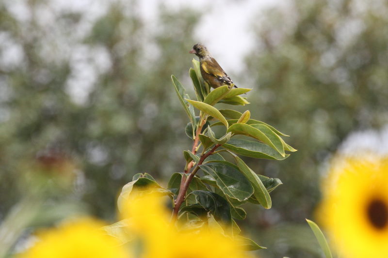 photo3　カワラヒワ　2015/09/18　　photo by manda