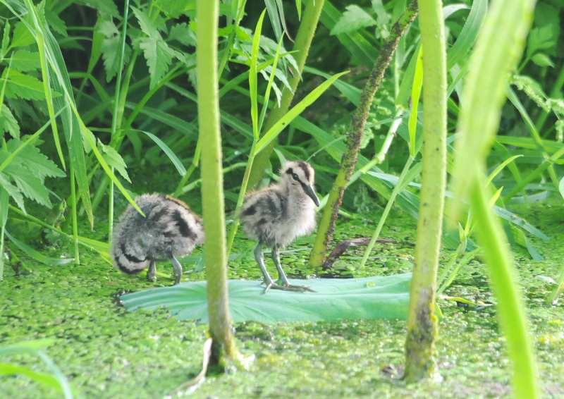 タマシギ親子　枚方市　2016/06/13　Photo by Takase