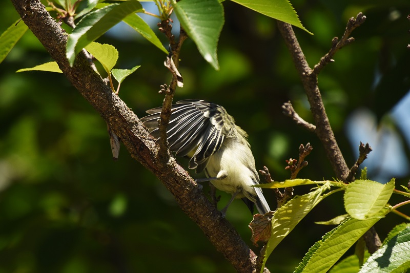VWEJ iT-3j@c@Љف@s@2016/05/13@ Photo by Hyashi
