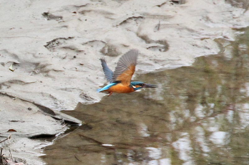 カワセミ（１１態-3）　大谷川　八幡市　2017/11/21　Photo by Manda