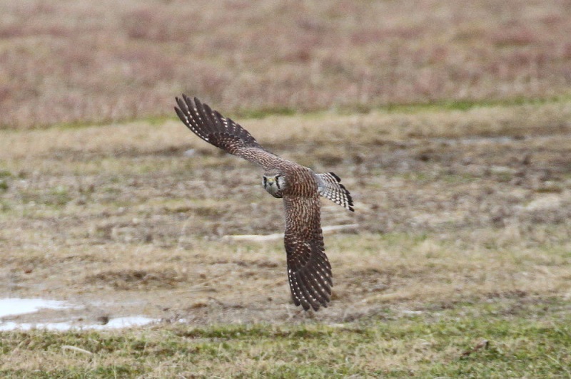 チョウゲンボウ（３態-2）　木津川　八幡市　2017/12/30-2018/01/15　Photo by Manda　（写真提供：　萬田）