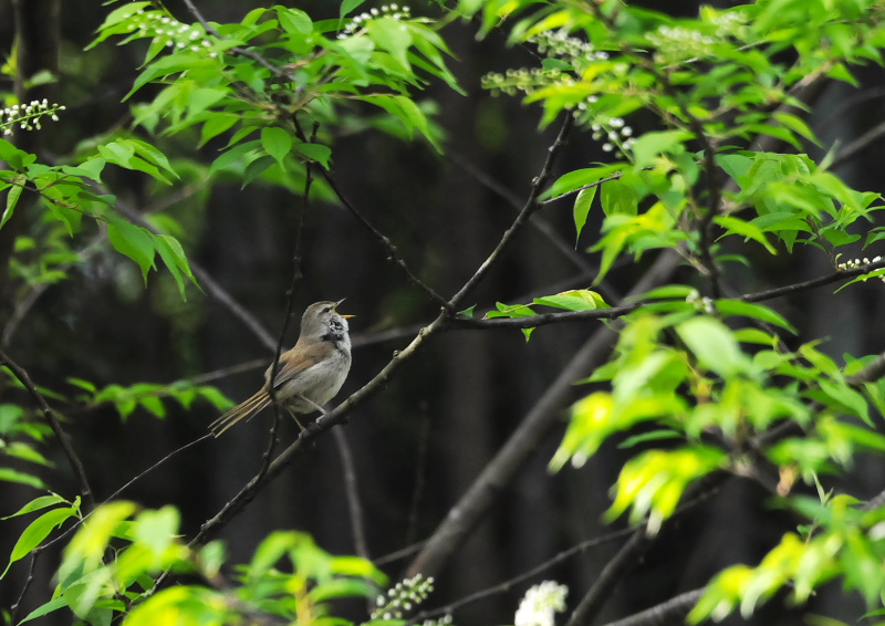 ウグイス　ひだまりルート　男山　八幡市　2018/04/09　Photo by Takase